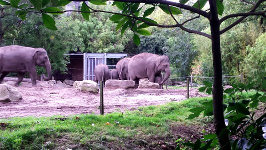 jong olifantje Sunay in Blijdorp
