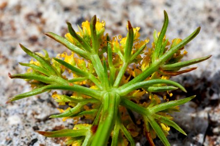 Oreoxis alpina