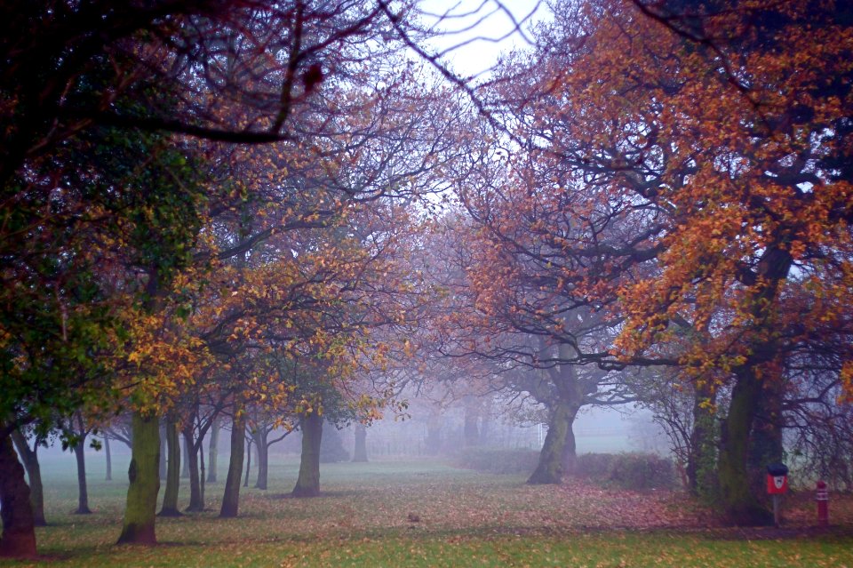 FOGGY PATHS AMONGST THE TREES photo