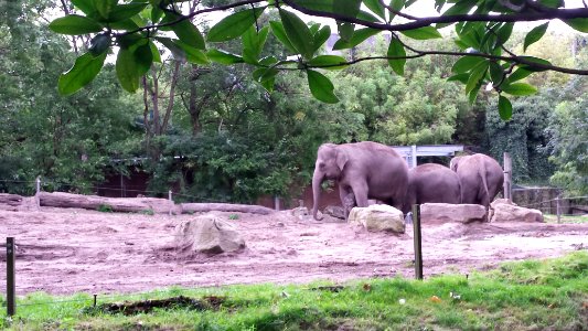 jong olifantje Sunay in Blijdorp