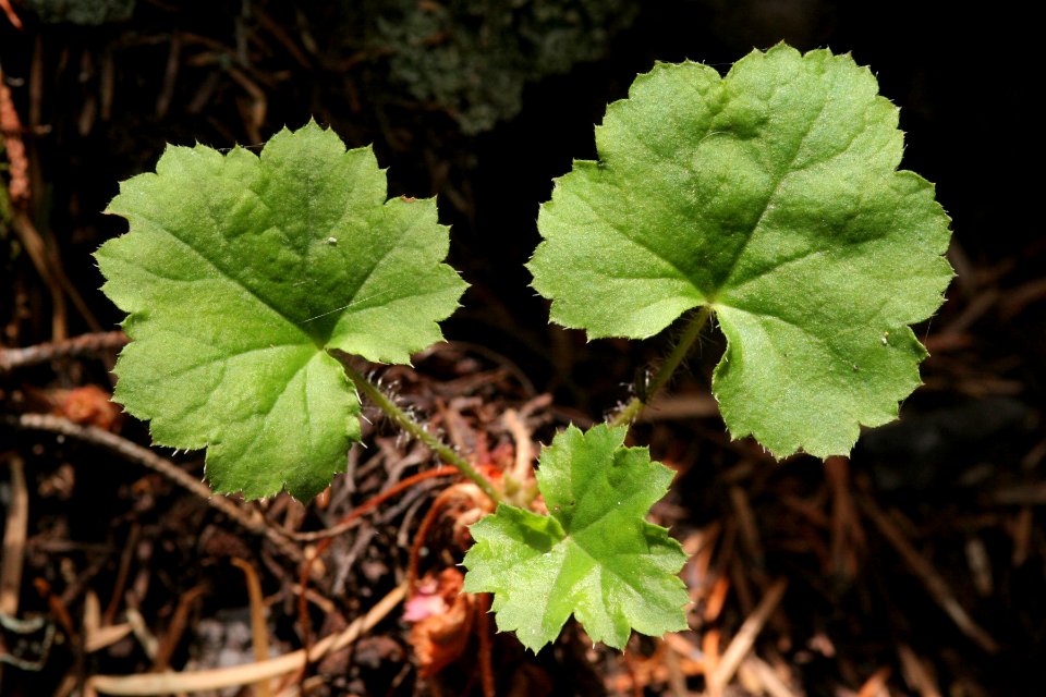 Heuchera woodsiaphila