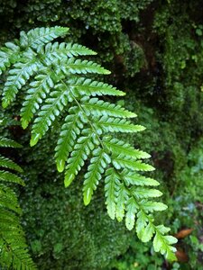 Fern leaves green leaf