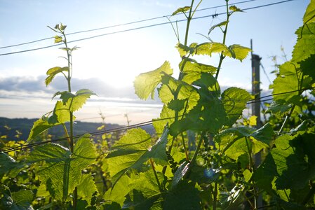 Plant backlighting grow