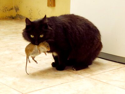 Mouse hunt kitten feline photo