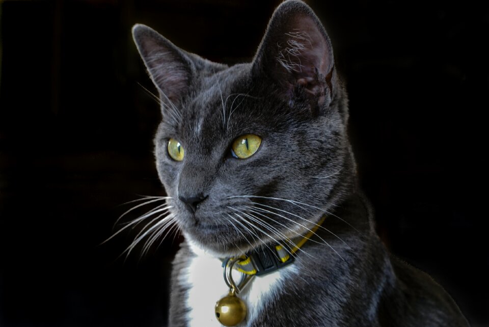 Domestic young pet
