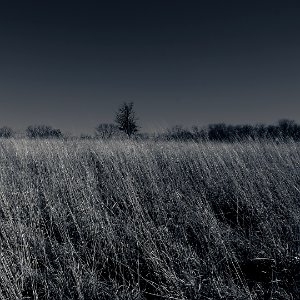 Tree In A Sea of Grass photo