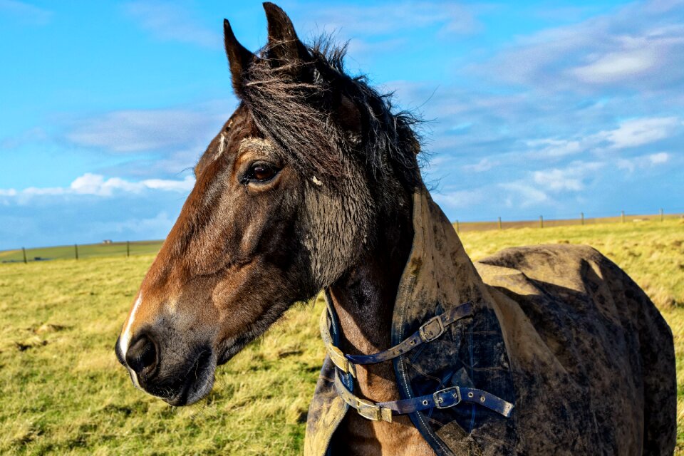 Nature animal equestrian