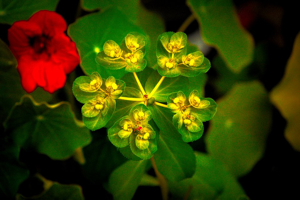 DSC03800-green-hues