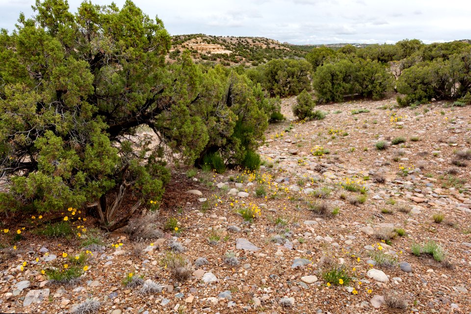 Chokecherry Canyon