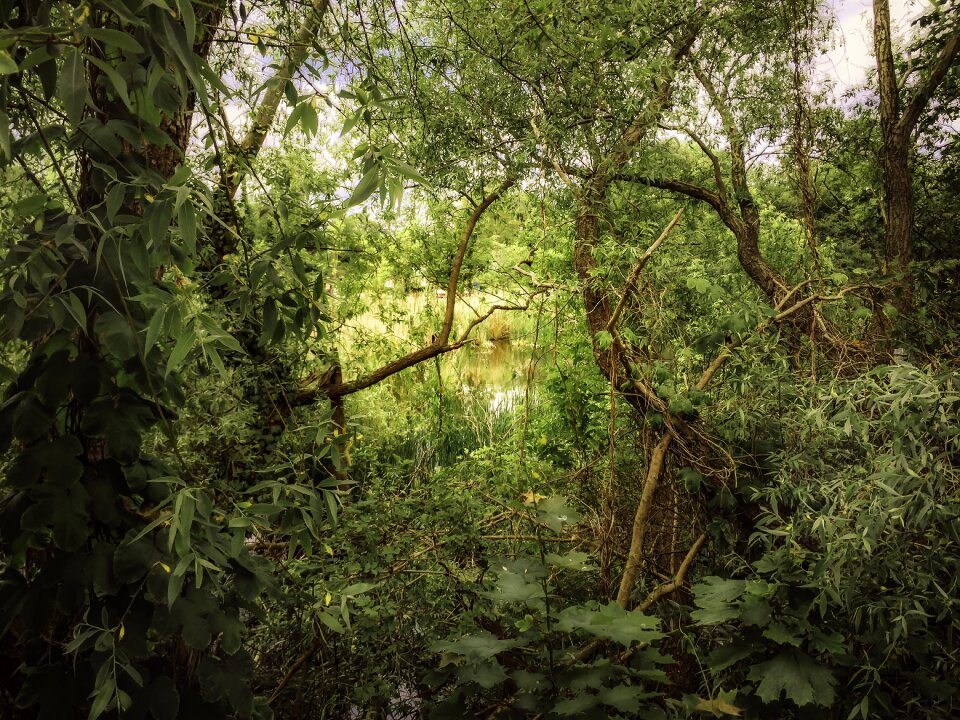 Silent waters rest flora