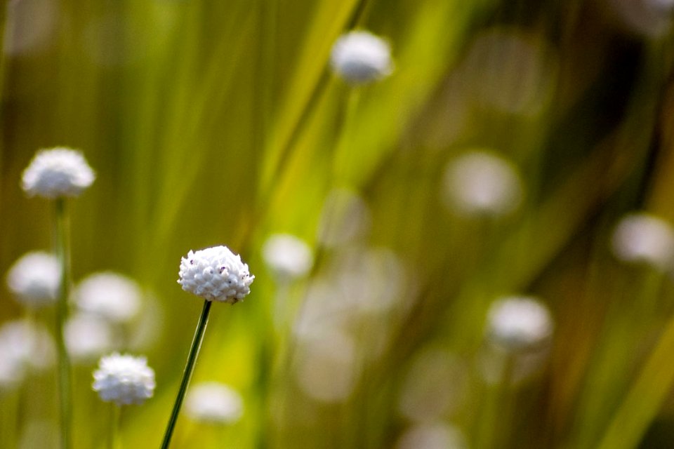 Eriocaulon nudicuspe