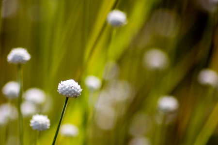 Eriocaulon nudicuspe