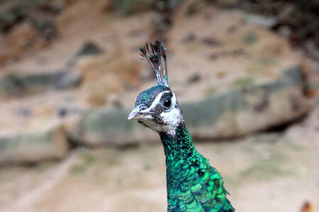 Head animal green