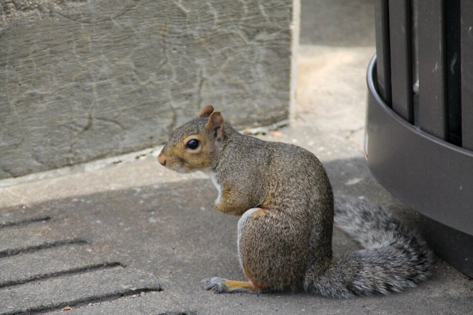 Cute bushy tail