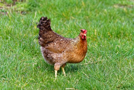 Nature hen livestock