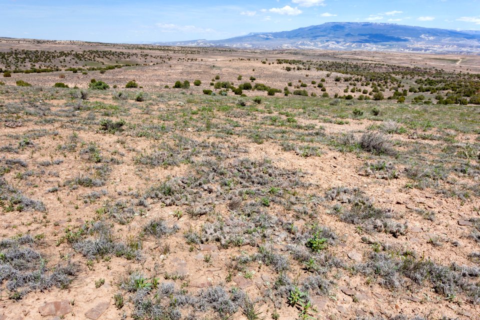 Sawmill Mesa