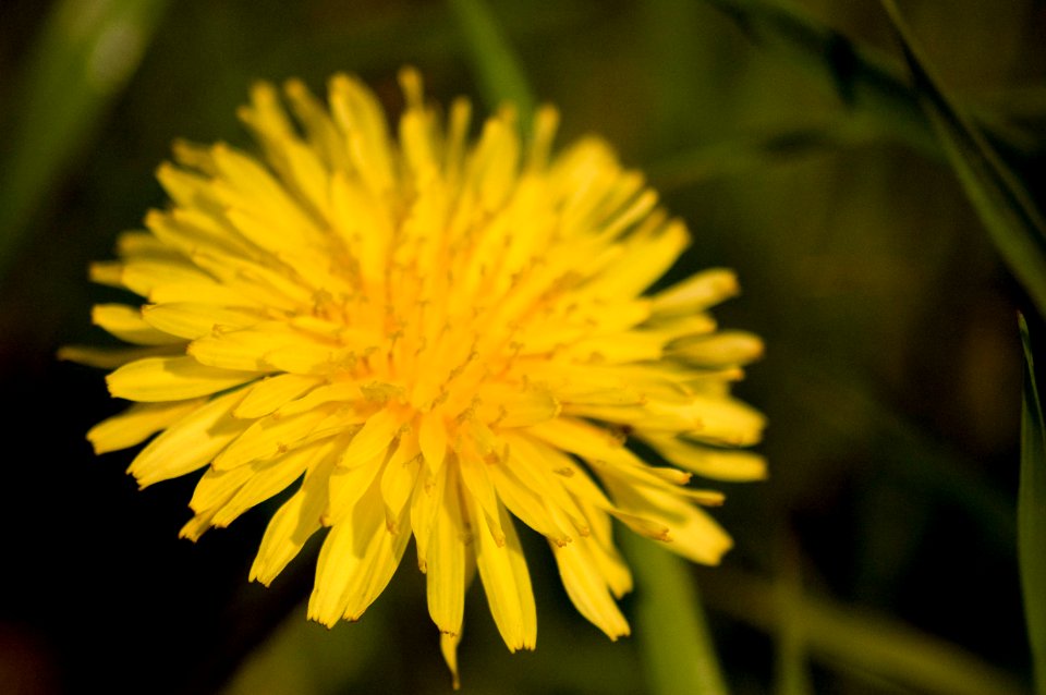 Taraxacum photo