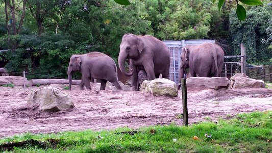 jong olifantje Sunay in Blijdorp