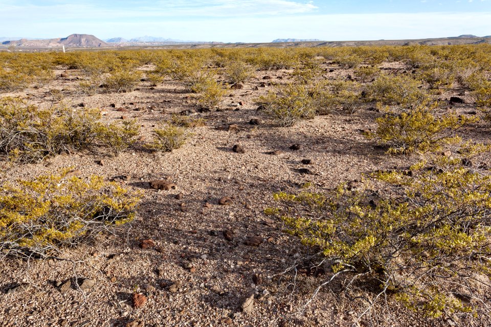 East of Arroyo Angostura