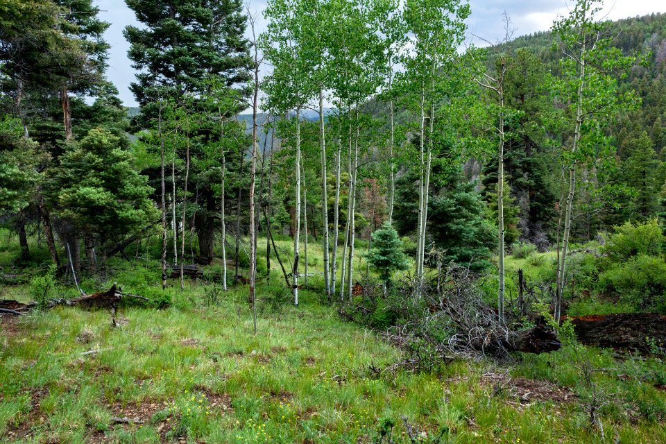 Northeast of Gold Hill