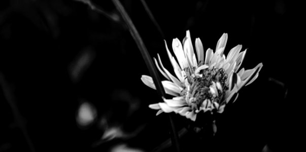 Dandelion Near The Garden photo