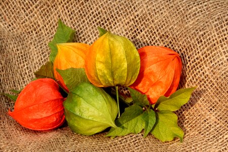 Autumn lanterns orange