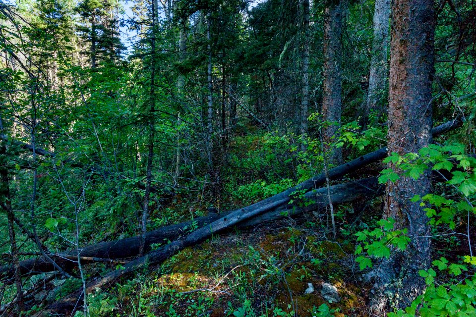 Northeast of Wheeler Peak