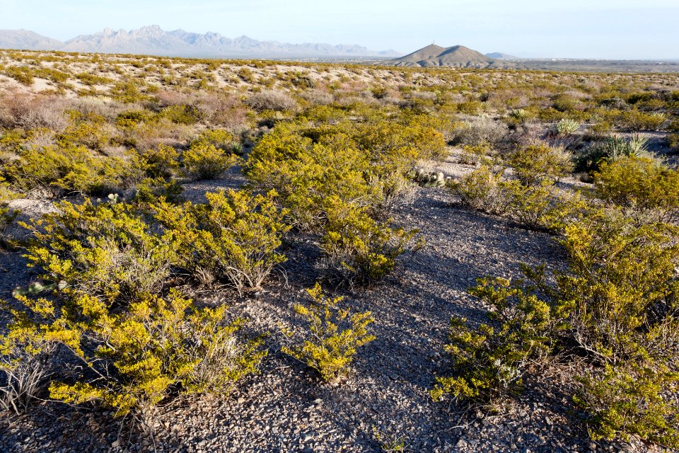 South of the Doña Ana Mountains