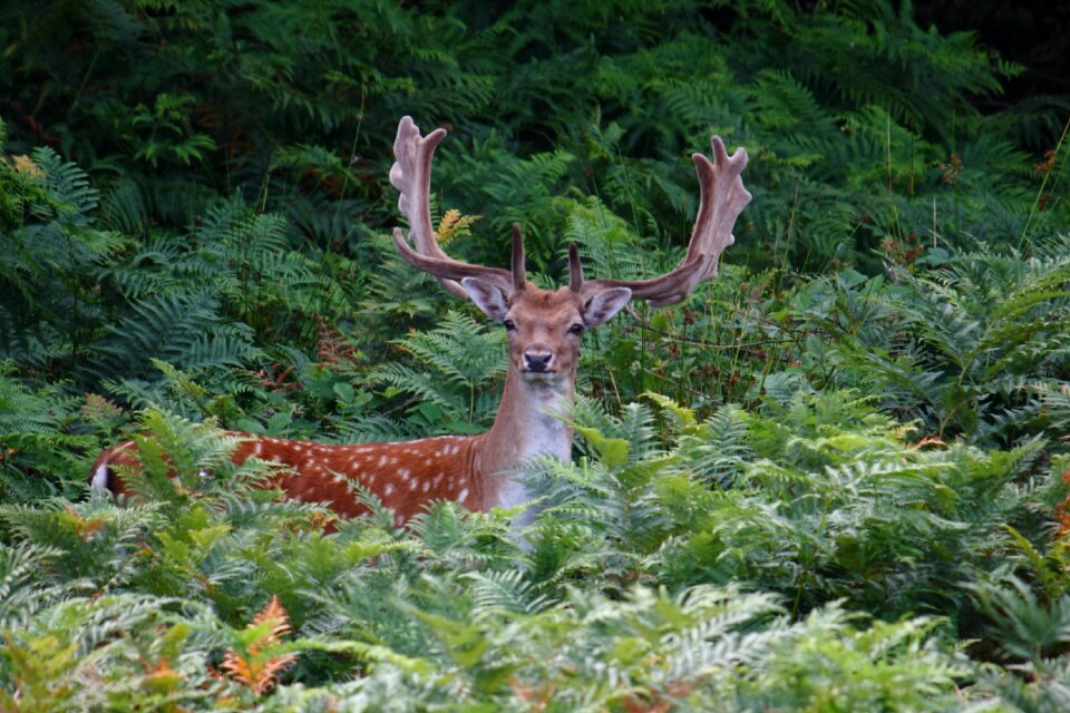 Fallow deer game natural