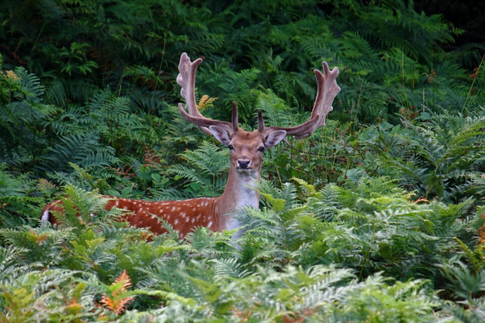 Fallow deer game natural photo