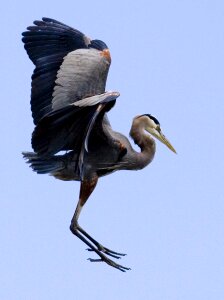 Bird nature profile