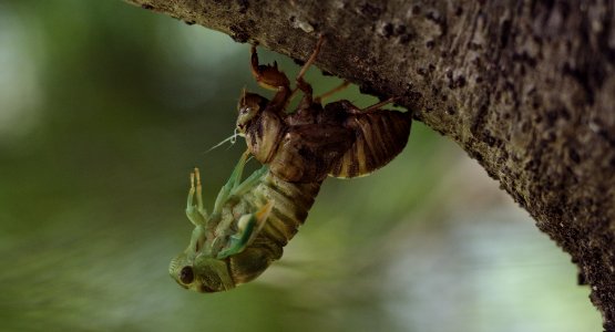 Cicada Side View photo