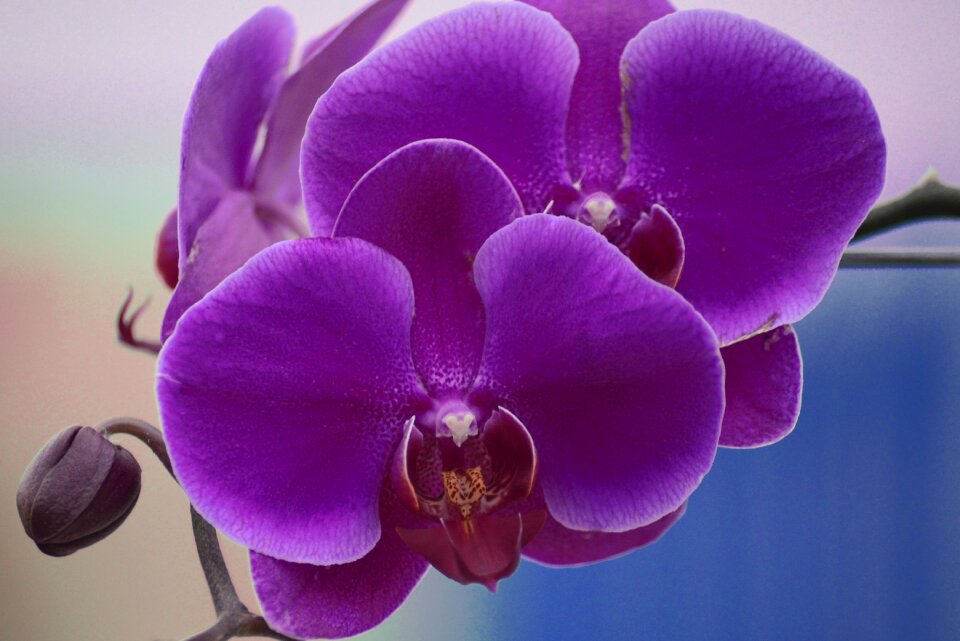 Brazil botanical flowers