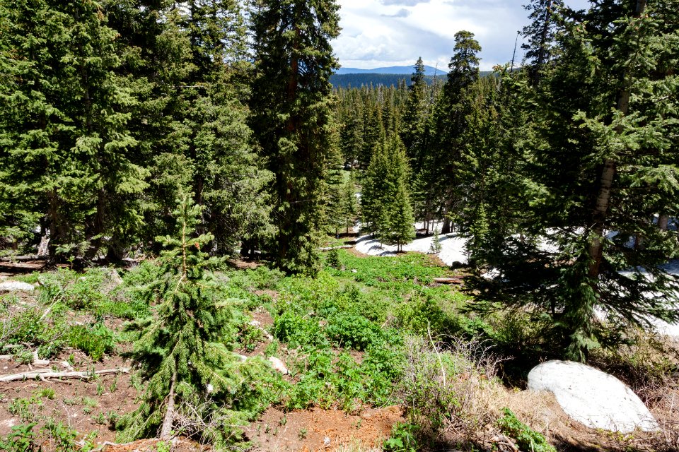 Northeast of Wheeler Peak