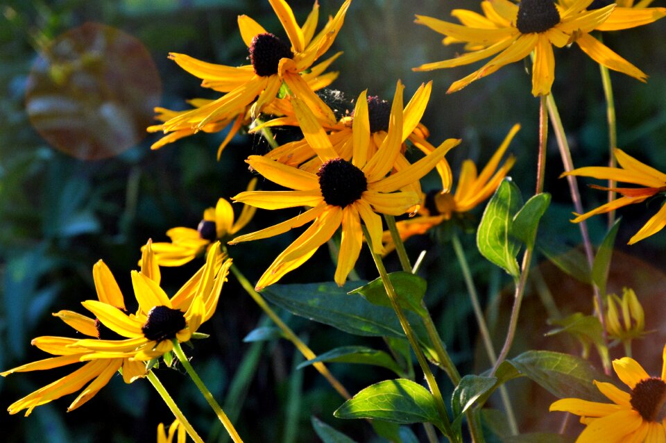 Green nature garden
