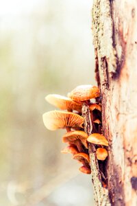 Mushrooms log wood photo