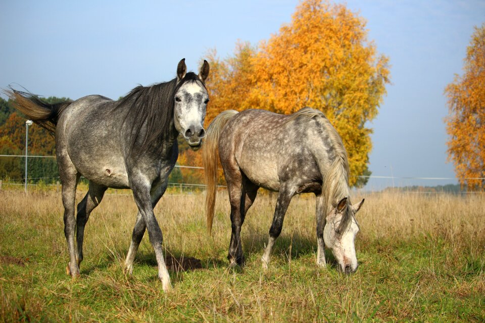 Mold autumn pasture