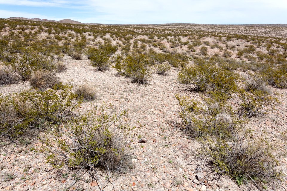 West-northwest of Radium Springs