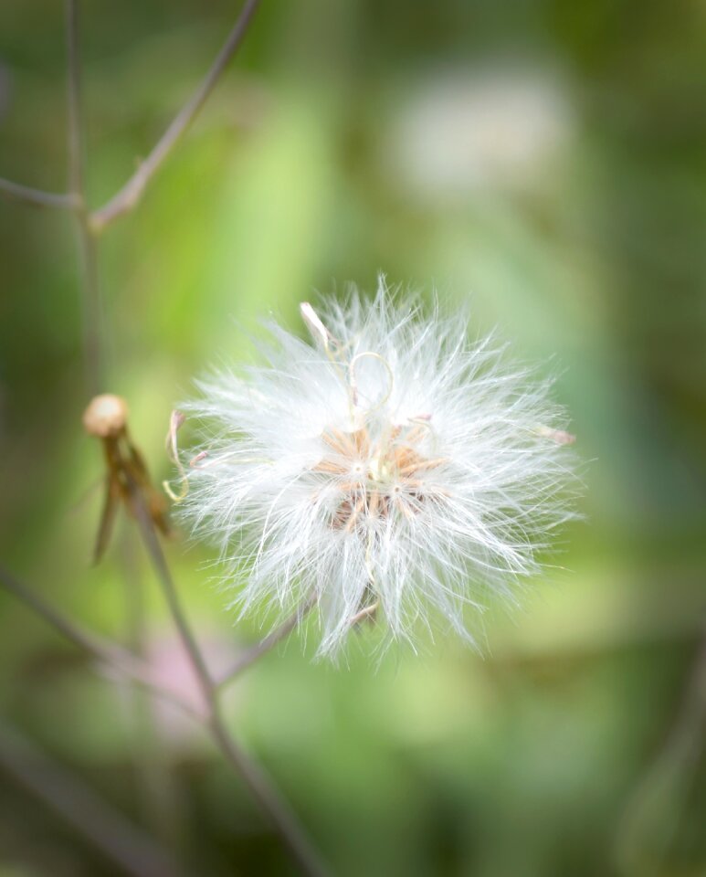 Nature summer plant