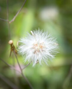 Nature summer plant