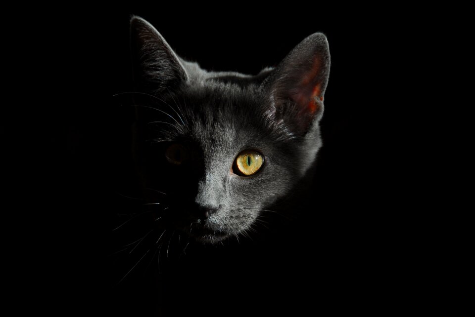 Portrait of cat cat face pussy cat