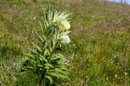 Cirsium eatonii var. eriocephalum