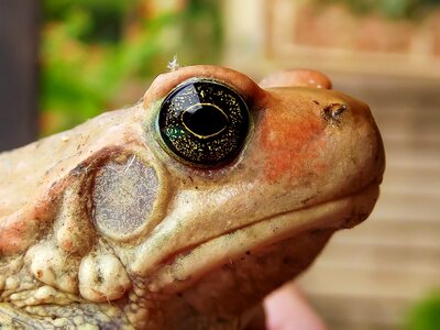 Hartbeespoortdam african split-skin toad schismaderma carens