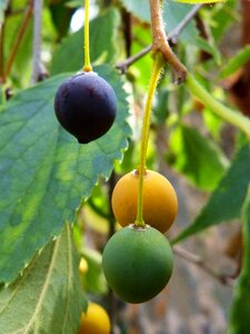 Lledo lledoner fruit