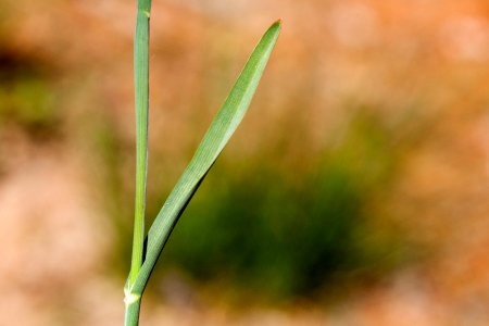 Poa alpina