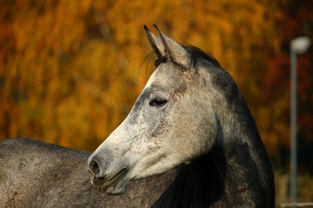 Horse head mold autumn