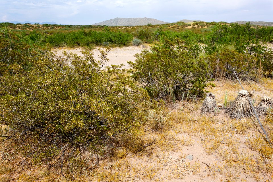 East side of the Rio Grande near Berino
