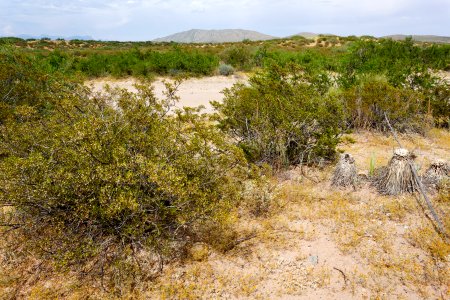 East side of the Rio Grande near Berino