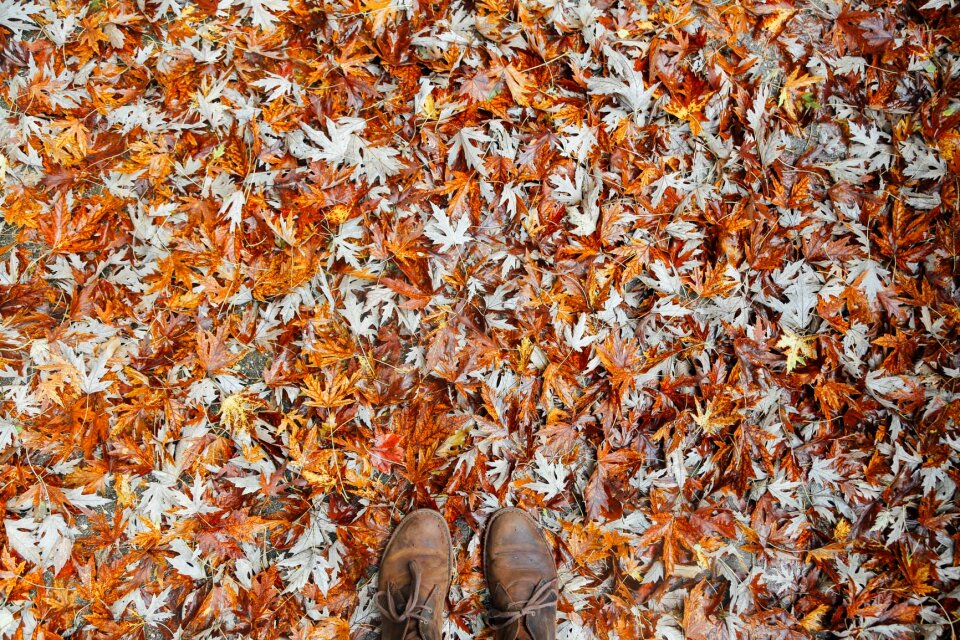 Fall leaves season orange