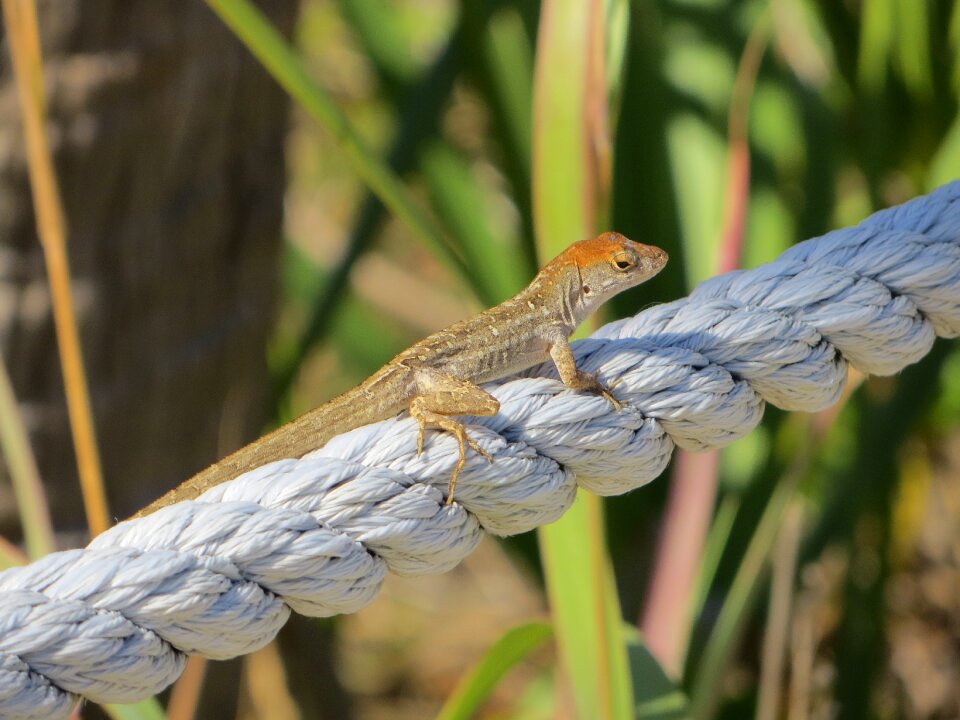 Nature animal lizard